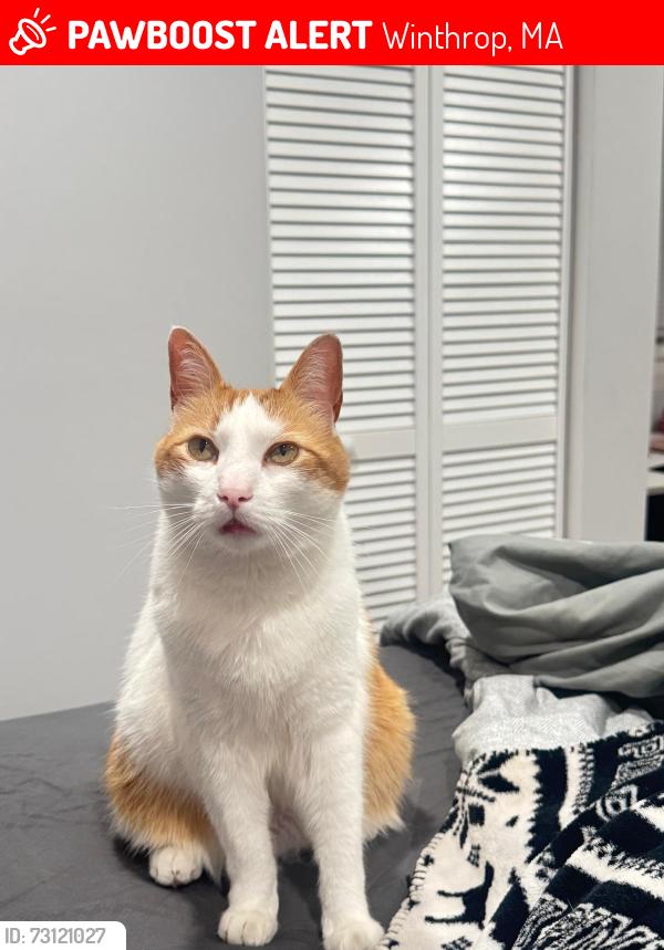 Lost Male Cat last seen Centre st, Winthrop, MA 02152