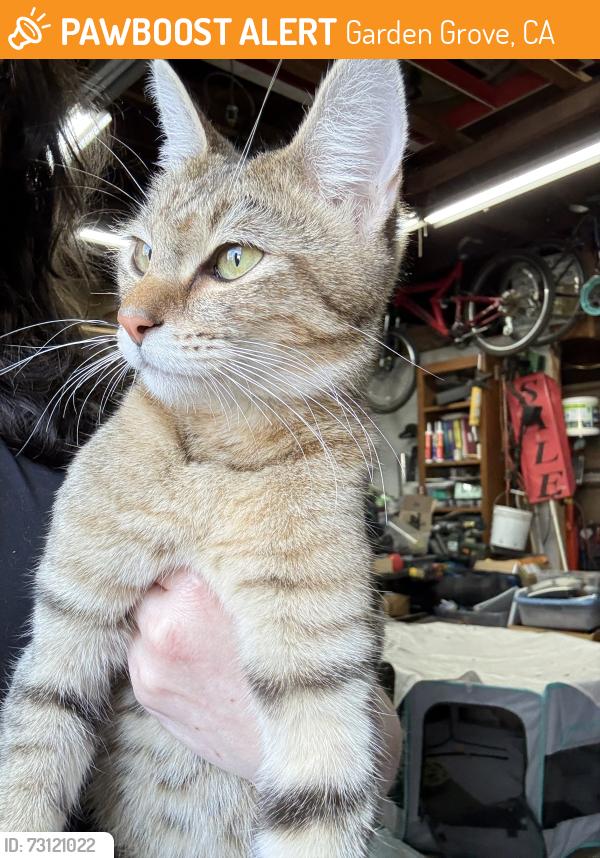 Found/Stray Male Cat last seen Euclid & Chapman in Garden Grove, Garden Grove, CA 92840