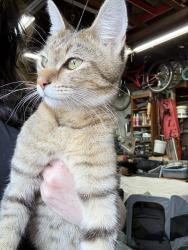 Found/Stray Male Cat last seen Euclid & Chapman in Garden Grove, Garden Grove, CA 92840