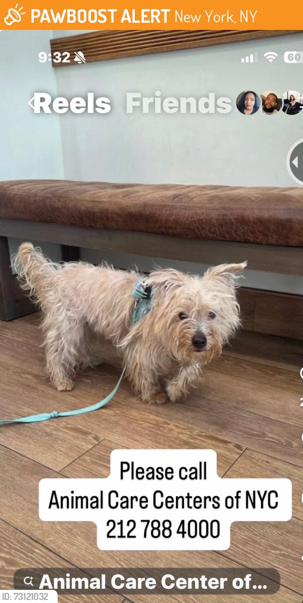 Found/Stray Male Dog last seen Central Park, New York, NY 10019