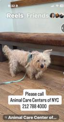 Found/Stray Male Dog last seen Central Park, New York, NY 10019