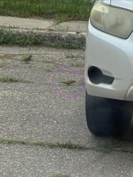 Lost Unknown Bird last seen Plymouth/Centralia, Redford Township, MI 48239