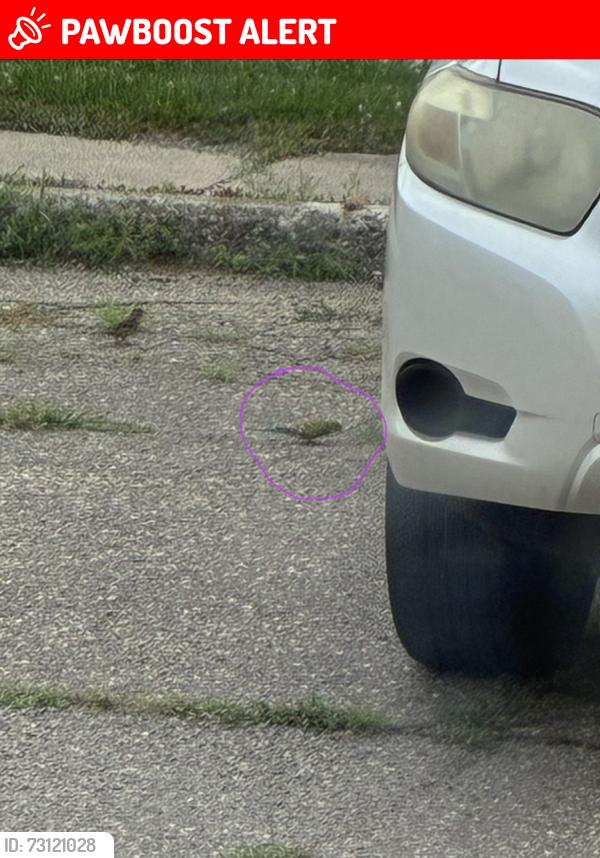 Lost Unknown Bird last seen Plymouth/Centralia, Redford Township, MI 48239