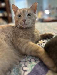 Reunited Male Cat last seen Near 15th Street palm harbor, Palm Harbor, FL 34683