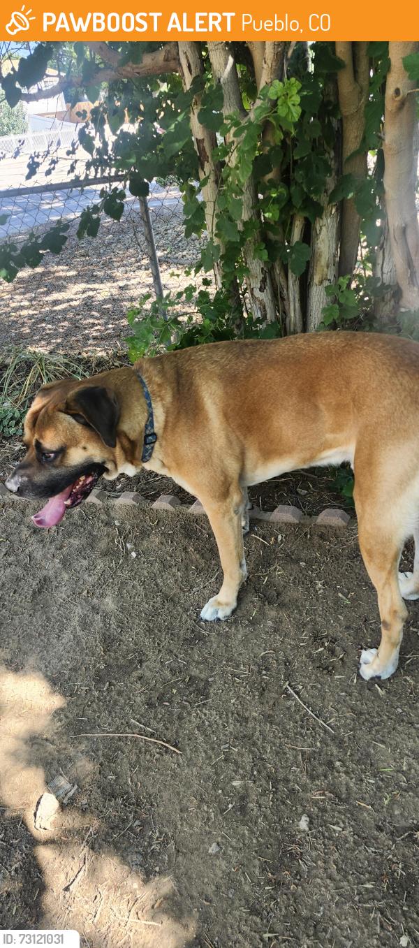 Found/Stray Male Dog last seen Loaf n jug on red creek, Pueblo, CO 81005