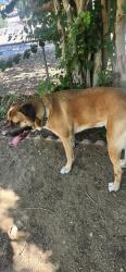 Found/Stray Male Dog last seen Loaf n jug on red creek, Pueblo, CO 81005