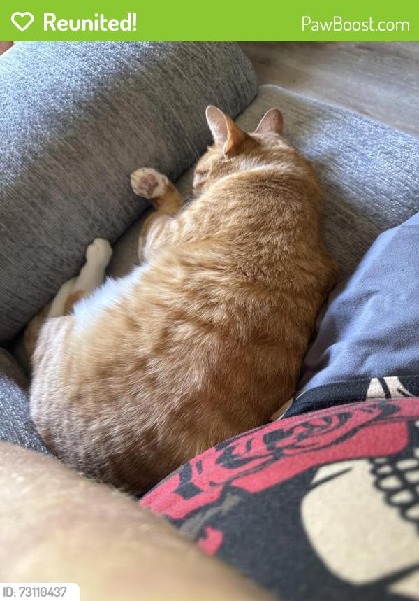 Reunited Male Cat last seen Near sw 142nd, Oklahoma City, OK 73170