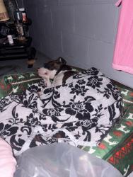 Lost Male Dog last seen Riverside, W.16th Street,MlK, Indianapolis, IN 46208