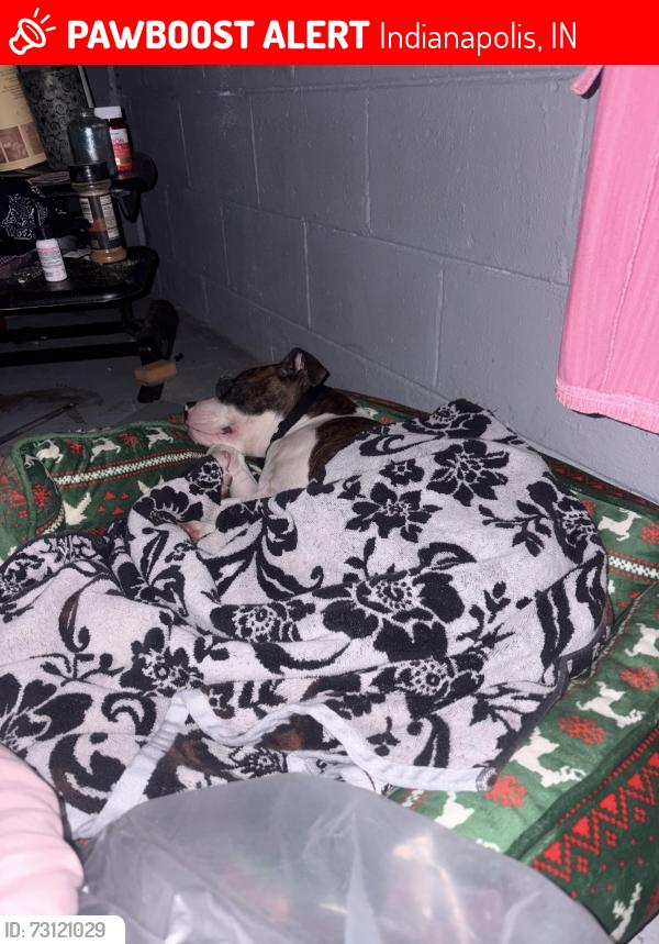 Lost Male Dog last seen Riverside, W.16th Street,MlK, Indianapolis, IN 46208