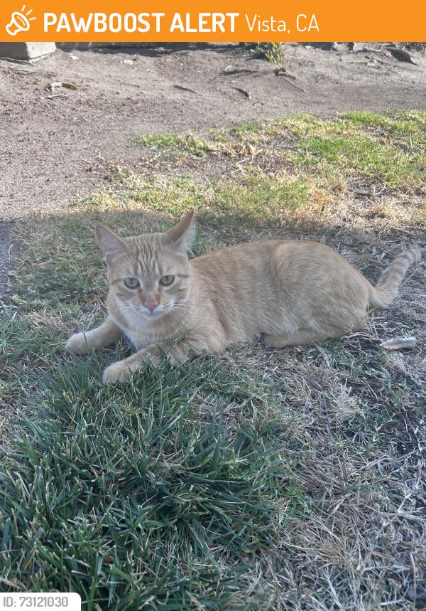 Found/Stray Unknown Cat last seen Near north emerald drive vista ca, Vista, CA 92083