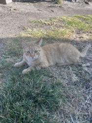 Found/Stray Unknown Cat last seen Near north emerald drive vista ca, Vista, CA 92083