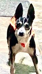 Lost Male Dog last seen Menlo and 144th st near rosecrans, Gardena, CA 90247