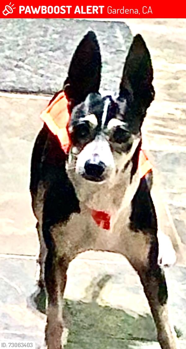 Lost Male Dog last seen Menlo and 144th st near rosecrans, Gardena, CA 90247