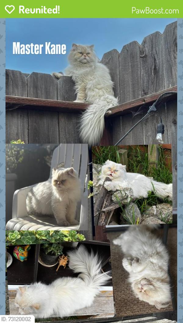 Reunited Male Cat last seen Boyle Court, Christensen, Alvin, Salinas, CA 93906