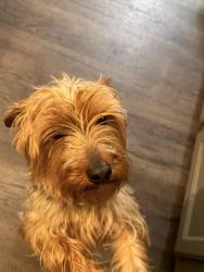 Reunited Male Dog last seen Holden, parksbrook rd, Ellijay, GA 30540