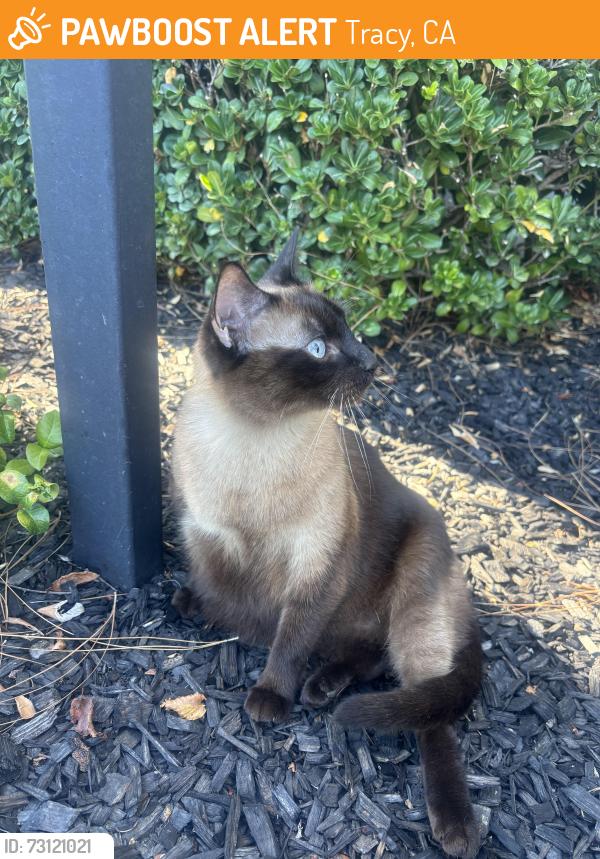 Found/Stray Female Cat last seen Near W Grant Line Rd Tracy, CA 95377 United States, Tracy, CA 95377
