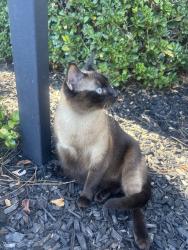 Found/Stray Female Cat last seen Near W Grant Line Rd Tracy, CA 95377 United States, Tracy, CA 95377