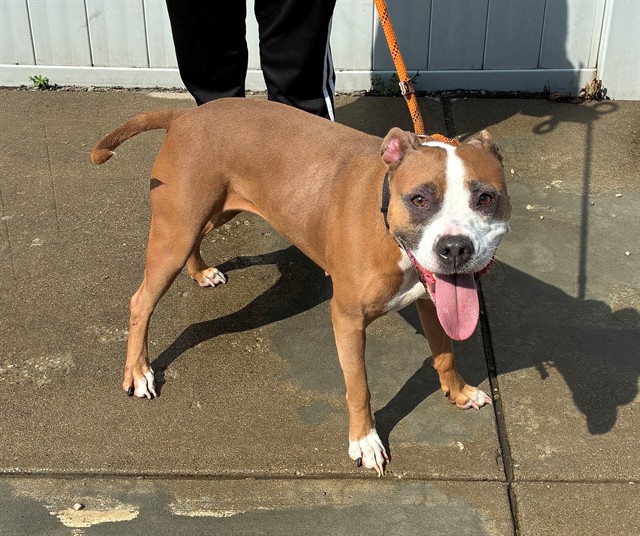Shelter Stray Female Dog last seen Near BLOCK LIVERPOOL LN, 3528 Newburg Rd, Louisville, KY 40218, USA