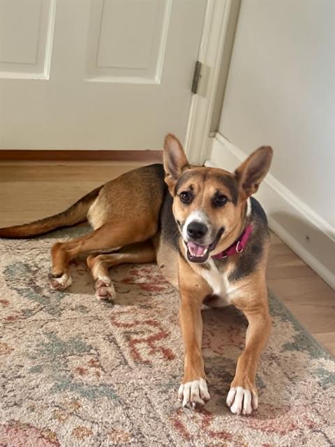Shelter Stray Female Dog last seen CHARLOTTE, 8315 Byrum Dr, Charlotte, NC 28217, USA