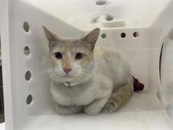 Shelter Stray Male Cat last seen Near BLOCK S LAYTON BLVD, 3839 W Burnham St, West Milwaukee, WI 53215, USA