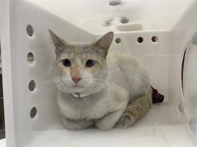 Shelter Stray Male Cat last seen Near BLOCK S LAYTON BLVD, 3839 W Burnham St, West Milwaukee, WI 53215, USA