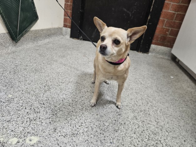 Shelter Stray Female Dog last seen , 3201 Lacy St, Los Angeles, CA 90031, USA