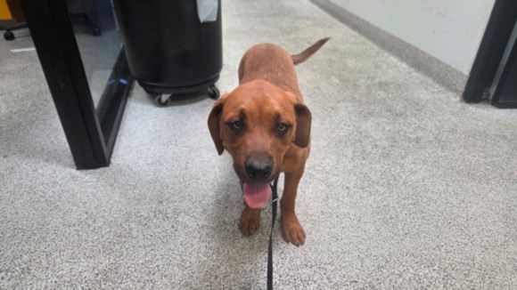Shelter Stray Male Dog last seen , 3201 Lacy St, Los Angeles, CA 90031, USA