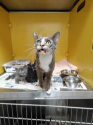 Shelter Stray Female Cat last seen , 3201 Lacy St, Los Angeles, CA 90031, USA