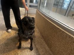 Shelter Stray Male Dog last seen , 3201 Lacy St, Los Angeles, CA 90031, USA