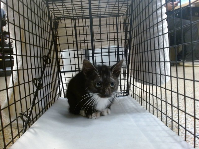 Shelter Stray Male Cat last seen Near BLOCK W 69 TER, 3599 NW 79th Ave, Doral, FL 33122, USA