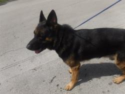 Shelter Stray Male Dog last seen Near BLOCK W 25 ST, 3599 NW 79th Ave, Doral, FL 33122, USA