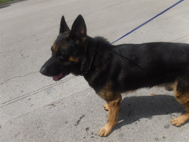 Shelter Stray Male Dog last seen Near BLOCK W 25 ST, 3599 NW 79th Ave, Doral, FL 33122, USA
