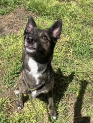 Shelter Stray Female Dog last seen Near BLOCK NW 52 ST, FORT LAUDERDALE FL 33309, 2400 SW 42nd St, Fort Lauderdale, FL 33312, USA