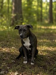 Shelter Stray Female Dog last seen SAM SMITH RD, 1601 Airport Rd, Shelby, NC 28150, USA