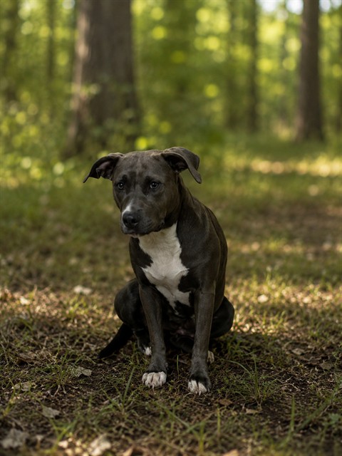 Shelter Stray Female Dog last seen SAM SMITH RD, 1601 Airport Rd, Shelby, NC 28150, USA