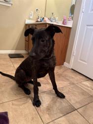 Shelter Stray Male Dog last seen , 4710 TX-151, San Antonio, TX 78227, USA