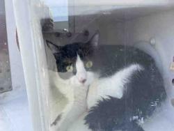 Shelter Stray Unknown Cat last seen RIM COURT, 5821 Sweetwater Rd, Bonita, CA 91902, USA