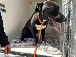 Shelter Stray Female Dog last seen PAINTED ROCK, 5821 Sweetwater Rd, Bonita, CA 91902, USA