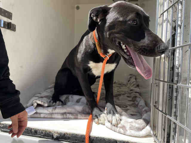 Shelter Stray Female Dog last seen PAINTED ROCK, 5821 Sweetwater Rd, Bonita, CA 91902, USA