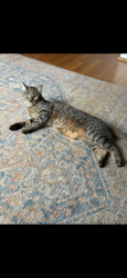 Lost Male Cat last seen Green valley rd and North Shingle, Rescue, CA 95672