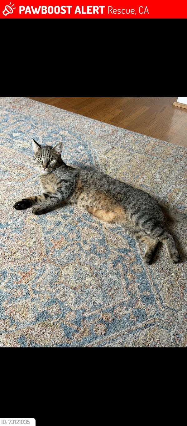 Lost Male Cat last seen Green valley rd and North Shingle, Rescue, CA 95672