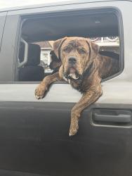 Reunited Male Dog last seen Lightcap Rd and Possum Hollow, Pottstown, PA 19464