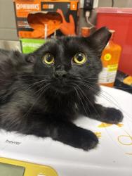 Shelter Stray Male Cat last seen Near, 2600 S Harding St, Indianapolis, IN 46221, USA