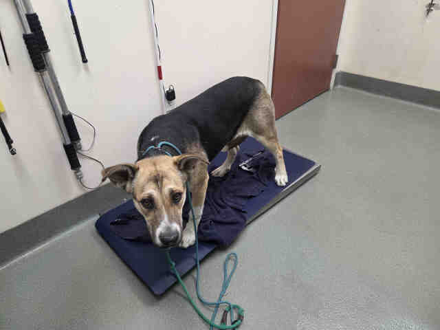 Shelter Stray Female Dog last seen SO CAL CAMP, 2481 Palomar Airport Rd, Carlsbad, CA 92011, USA