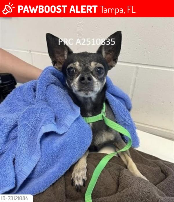 Lost Female Dog last seen Baywest, Tampa, FL 33615