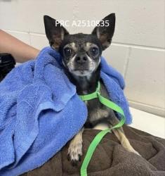 Lost Female Dog last seen Baywest, Tampa, FL 33615