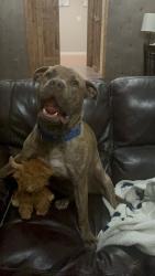 Reunited Male Dog last seen Dr Bramblett Rd, Holbrook Rd, Pleasant Grove Rd, Cumming, GA 30028