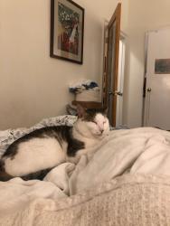 Reunited Male Cat last seen 8th Avenue and 3rd Street, Brooklyn, NY 11215
