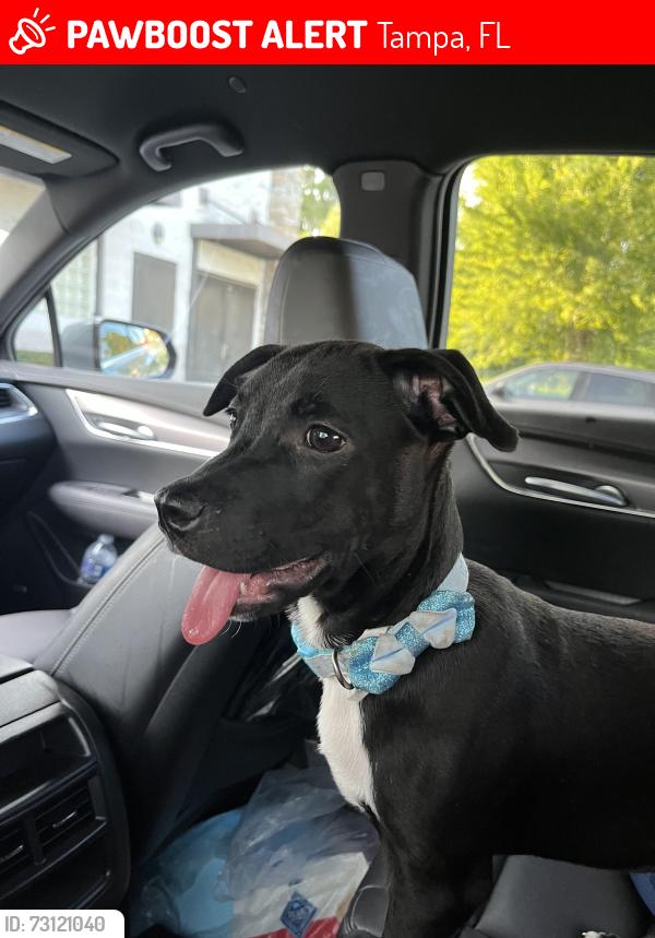 Lost Male Dog last seen clbh ests, Tampa, FL 33635