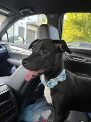 Lost Male Dog last seen clbh ests, Tampa, FL 33635